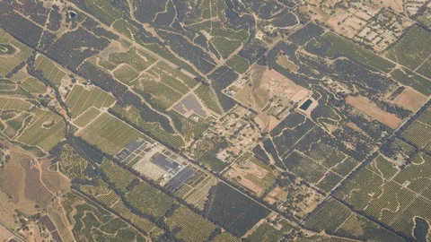 Aerial Over Fields Where Fruit And Citrus Trees Are Planted In Straight Rows Stock Footage 126082597