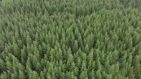 Aerial over forest Stock Footage 68327446