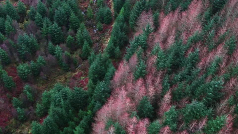 Aerial over a Forest Video stock 139225230