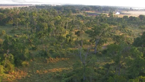 Aerial over forest Stock Footage 172159902