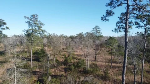 Aerial over forest woods Video stock 123733086