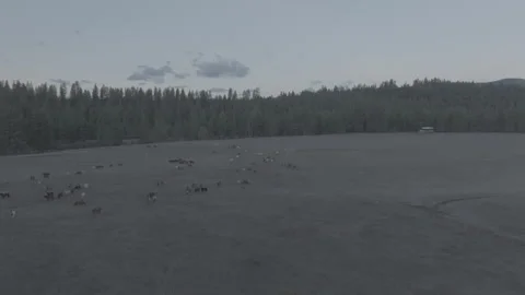 Aerial over a gray lakebed ringed by conifer forest Stock Footage 344428973