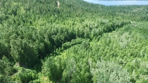 Aerial over green forests Stock Footage 87723925