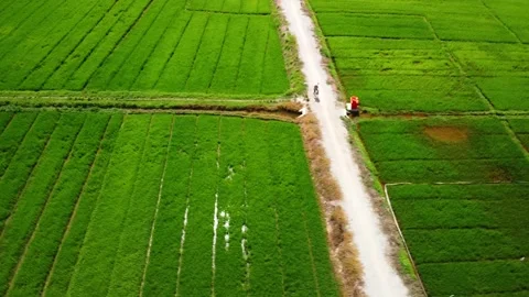 Aerial over green paddy fields with sunlight reflections and man riding bicycle. Stock Footage 141348904
