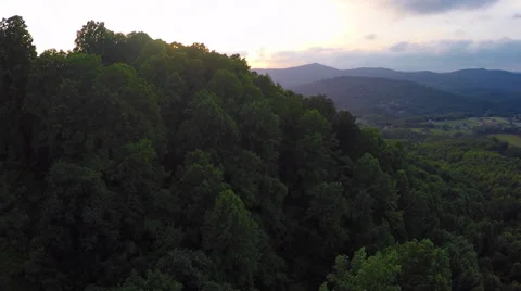 Aerial Over Grove of Trees Stock Footage 51017084