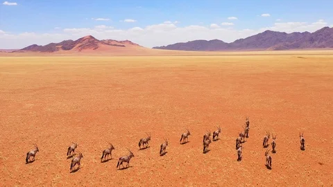Aerial over herd of oryx antelope wildlife walking across dry empty savannah and Stock Footage 106936422