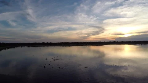 Aerial over hippos in lake at sunset. Stock Footage 59123075