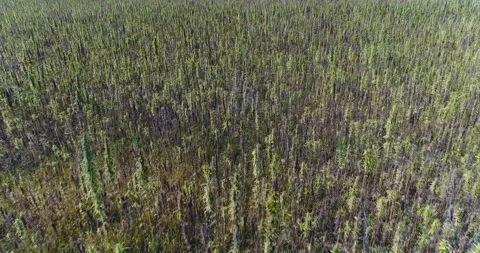 Aerial Over Many CBD Hemp Plants Within The Crop In Morning Light Stock Footage 199419049