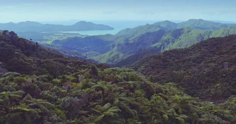 Aerial over native forest and hills in the Coromandel Peninsula, New Zealand Stock Footage 67528235
