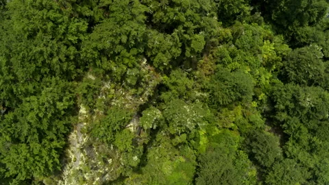 Aerial over native forest with lake Stock Footage 159032080