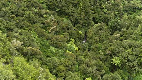 Aerial over native forest in New Zealand Stock Footage 159029124