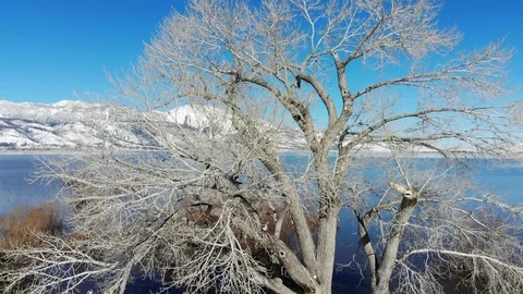 Aerial over Old Winter Tree and Mountain Lake (4k) Stock Footage 87626520