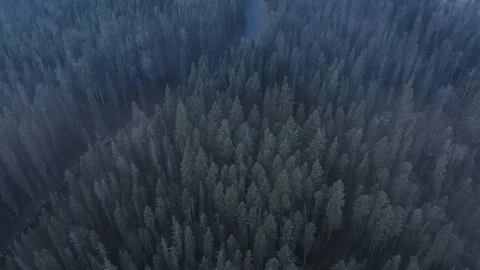 Aerial over pine forest and river on a chilly morning. Rocky Mountains, Canada. Stock Footage 119930861