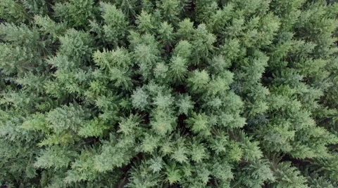 Aerial over pine forest Stock Footage 68327910
