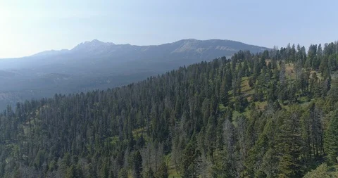 AERIAL OVER PINE FOREST 스톡 동영상 85716287