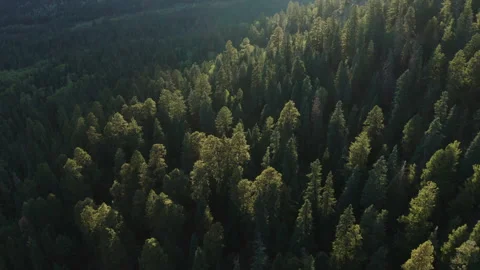 Aerial over pine forest treetops at golden hour Video stock 348024457