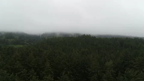 Aerial over pine tree forest with low fog and white sky in Tillamook, Oregon Stock Footage 220356457