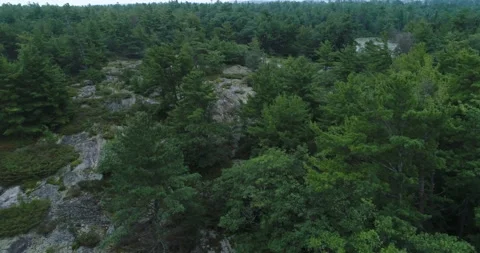 Aerial Over Pine Trees And Smooth Glacier Rock Out Crops In Forest Wilderness Video stock 188511573
