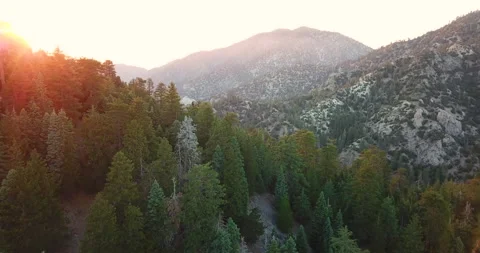 Aerial over Pine Trees at Sunset Angeles Forest California Stock Footage 134515097