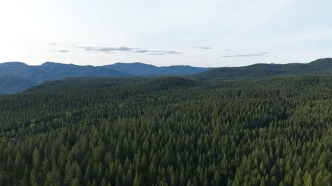 Aerial over pine trees in Willamette National Forest near Oakridge Oregon Stock Footage 335734898