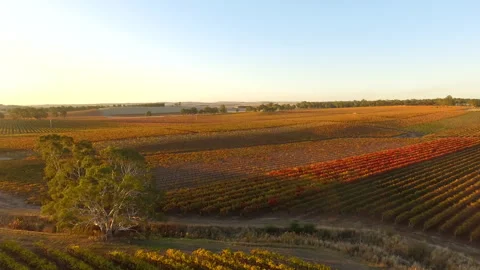 Aerial over pretty vineyard Stock Footage 280282702