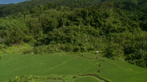 Aerial over a rice field with reflection on the sun. Stock Footage 656386