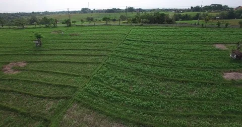 Aerial over rice fields and motorbike traffic Stock Footage 74221423