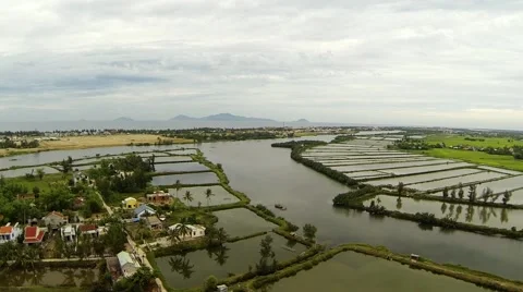 Aerial over Rice Fields Stock Footage 44322533