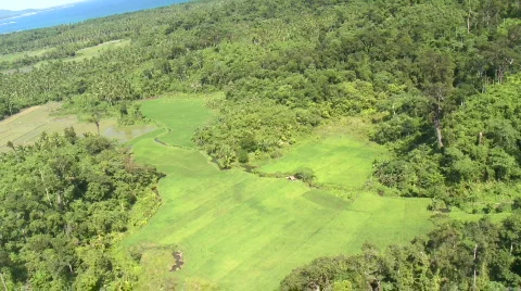 Aerial over rice fields with many rain forest trees close by Video stock 656377