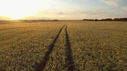 Aerial Over Road Going Into Distance On Vast Yellow Wheat Field At Golden Sunset Stock Footage 112987913