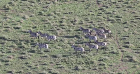 Aerial over running zebras, 4K Stock Footage