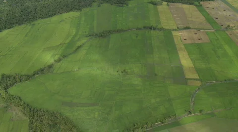 Aerial over rural fields of rice and harvested rice fields with burn marks Video stock 637997