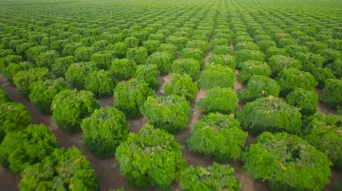 Aerial over seemingly endless rows of crops in Central California. Stock Footage
