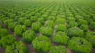 Aerial Over Seemingly Endless Rows Of Crops In Central California. Stock Footage