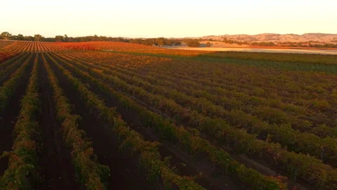Aerial over sunset winery Stock Footage 280280759