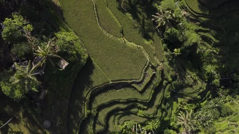 Aerial over tall stack of Ubud Tegalalang rice terraces in Bali, 4K Drone Shot Stock Footage 103222396