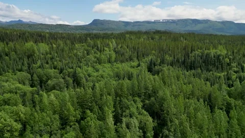 Aerial Over Tree Tops in Mountain Forest Stock Footage 266289326