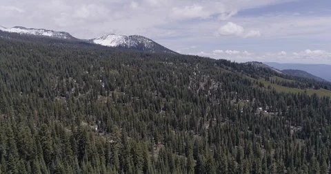 Aerial over trees 動画素材 91196572