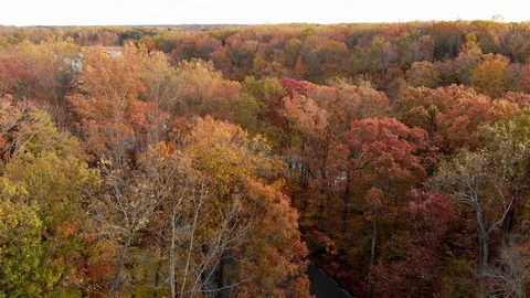 Aerial Over Trees Stock Footage 119773263