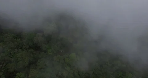 Aerial over tropical forest into cloud, track forward, South East Asia Stock Footage 81338003