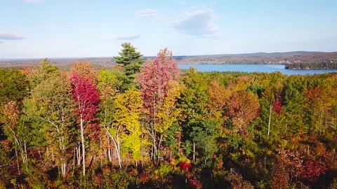 Aerial over vast forests of fall foliage and color in Maine or New England. Stock Footage 83312638