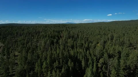Aerial over a vast pine forest with mountain peaks in the distance Stock Footage 217416039