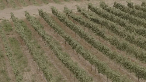 Aerial over a Vineyard in FLAT Stock Footage 87796355