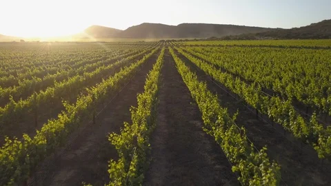 Aerial over a vineyard Stock Footage 118859111
