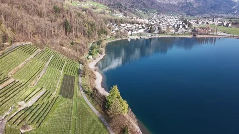 Aerial Over Vineyard With Lakeside Path and Water Landscape Texture 스톡 동영상 331095710
