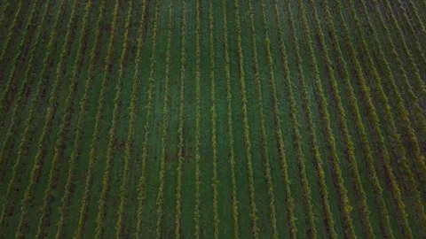 Aerial Over Vineyard Rows in Cromwell, New Zealand Wine Region Stock Footage 337953118