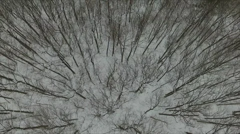 Aerial Over Winter Trees 库存影片 62743380