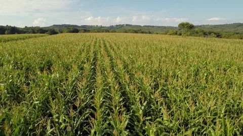 Aerial overflight of a cornfield Stock Footage 73702668