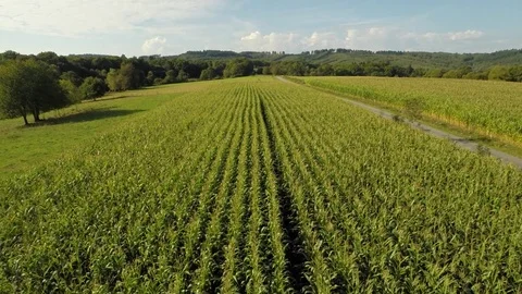 Aerial overflight of a cornfield Stock Footage 73702677