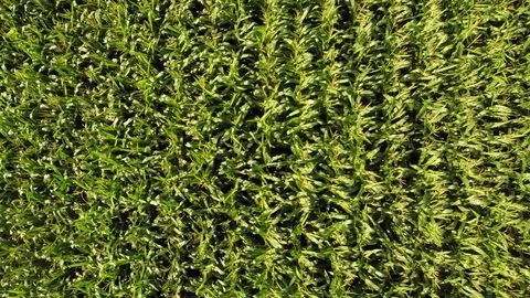 Aerial overflight of a field of corn Stock-Footage 73702780